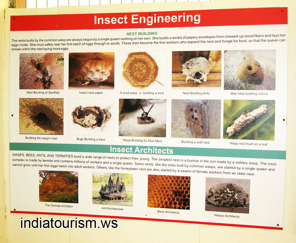 Insectarium: Insect Engineering