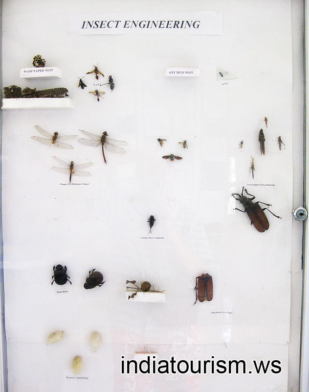 Insect Engineering collection