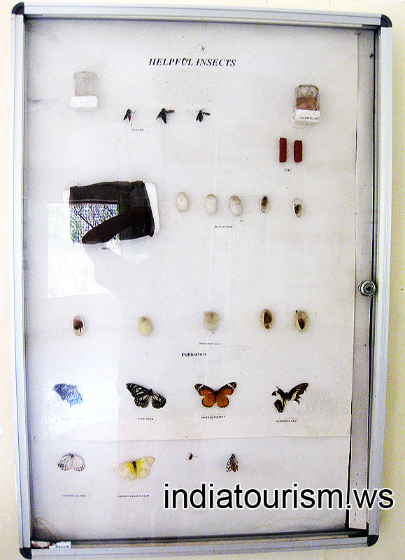 Helpful insects and Pollinators, the collection