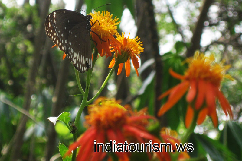 Black white-dotted butterfly