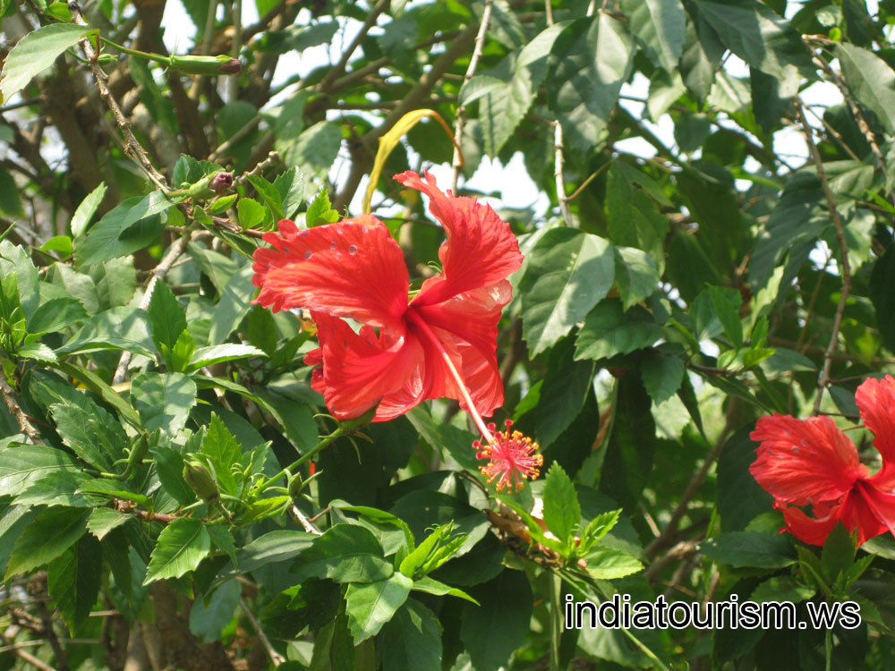 Huge pink flower with a long pestle