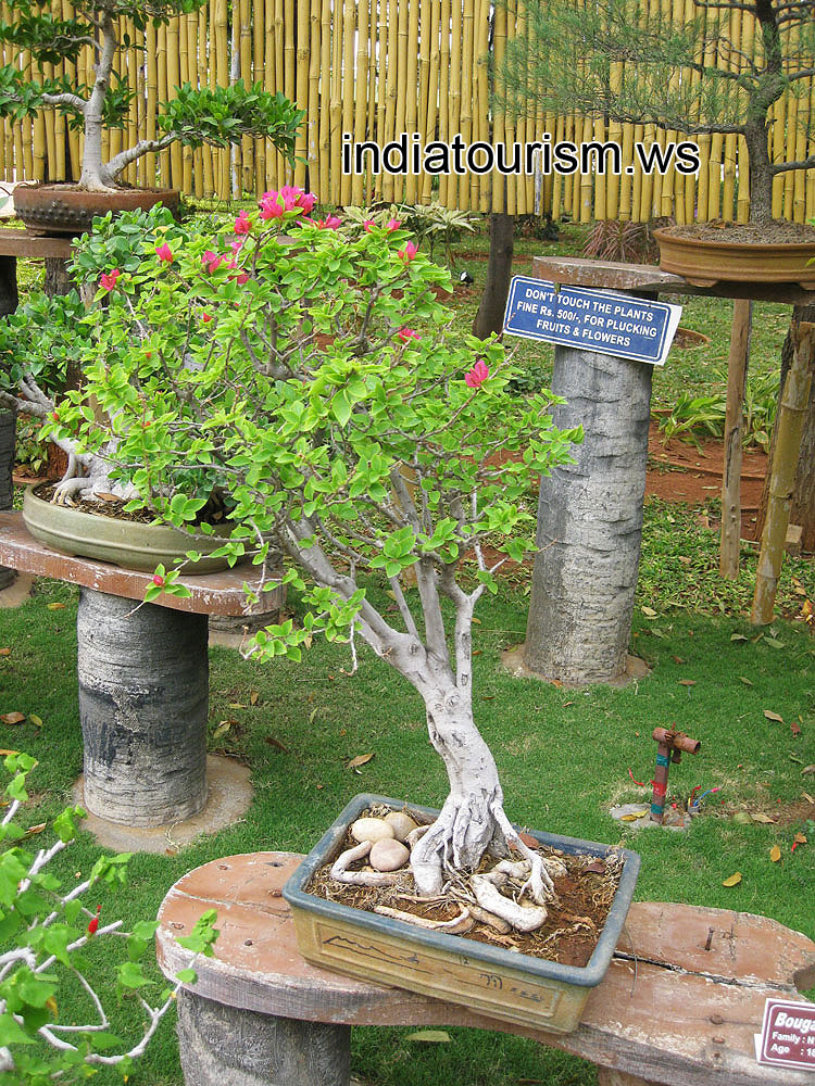 Bougainvillea sp, 18 years