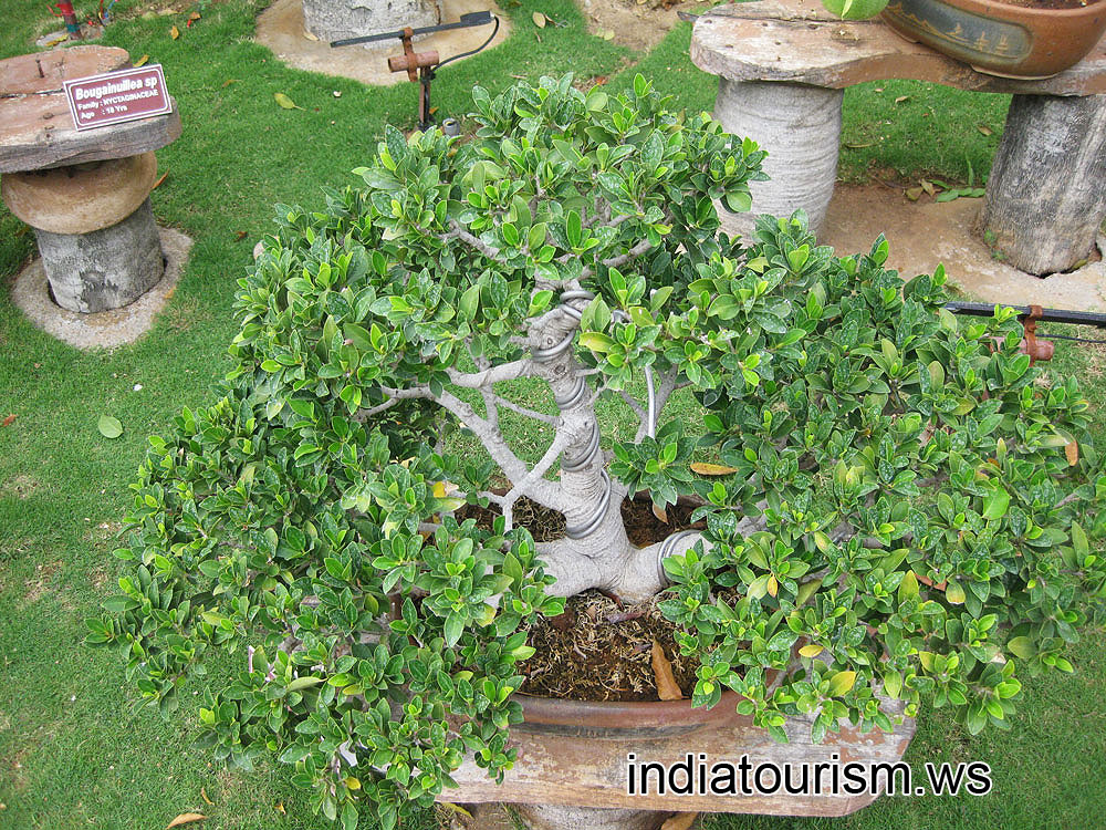 Ficus benjamina compacta