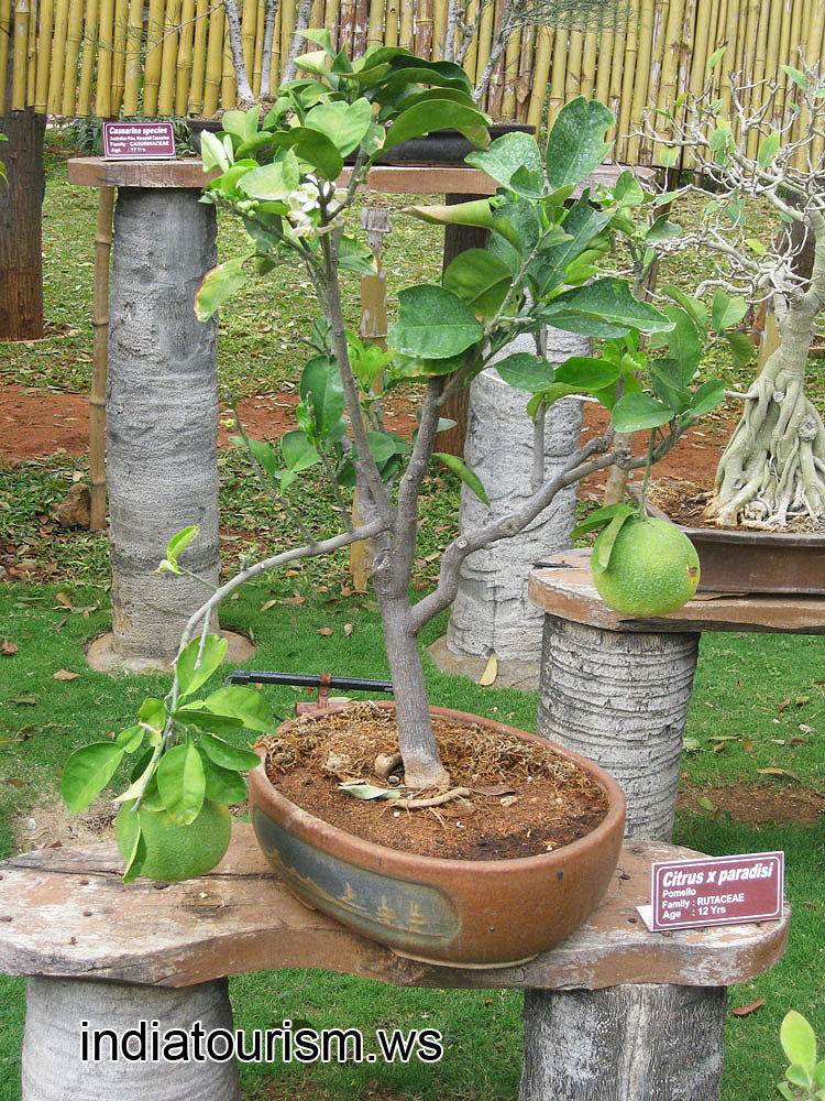 Citrus x paradisi (Pomelo)