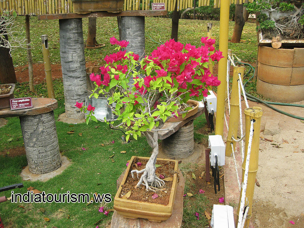 Bougainvillea in bloom