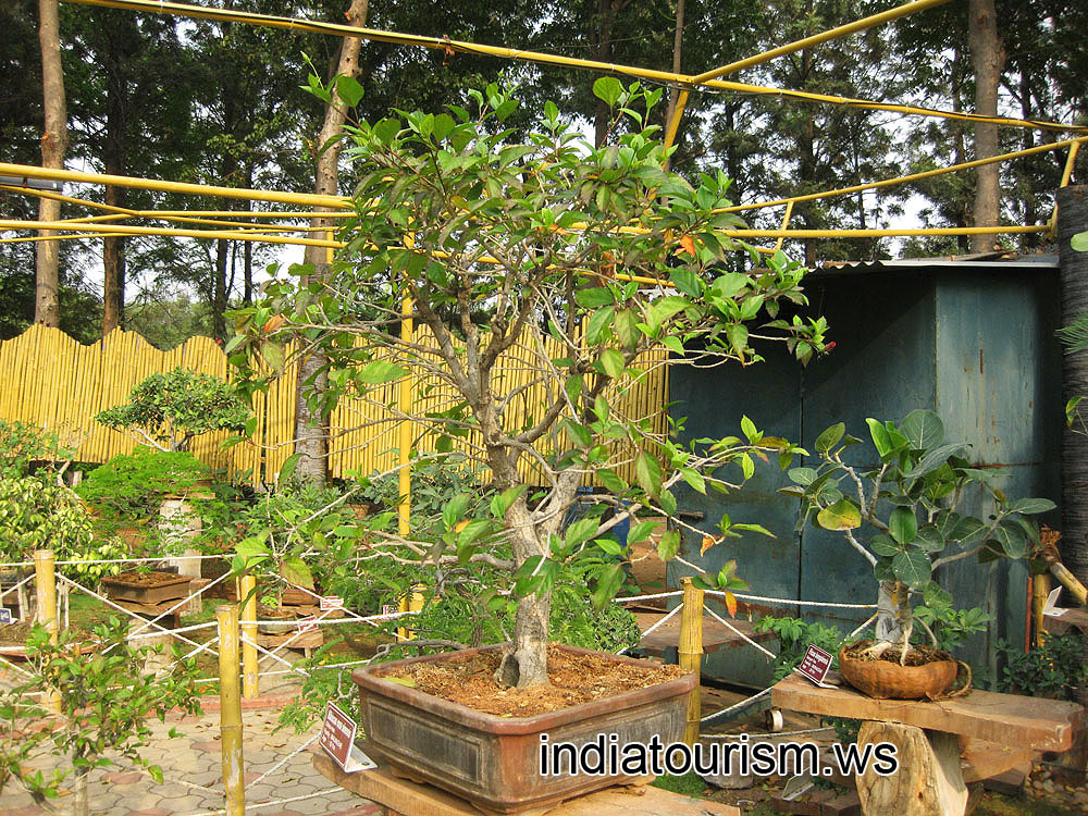 Hibiscus rosa-sinensis (China rose), 15 years