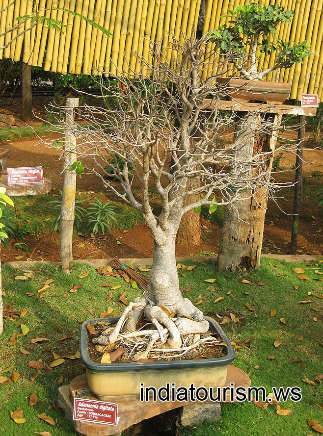 Adansonia digitata (Baobab tree), 17 years