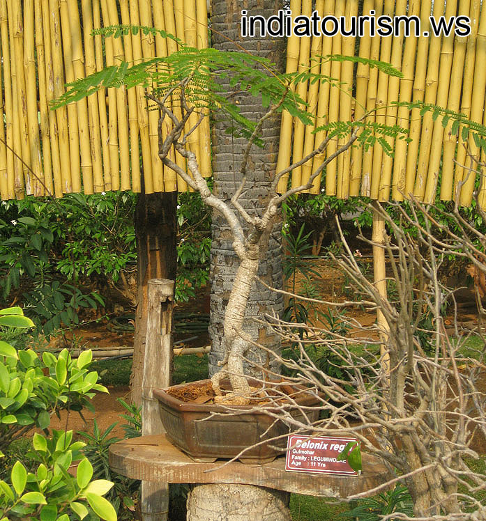 Delonix regia (Gulmohar), 11 years