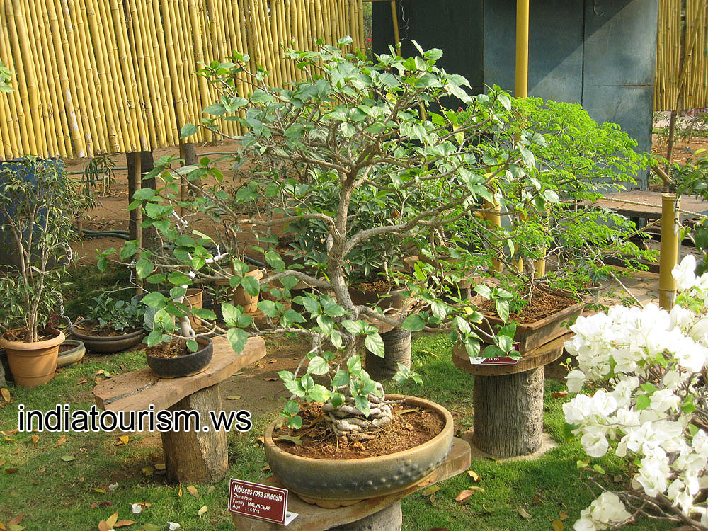 Hibiscus rosa-sinensis, 14 years