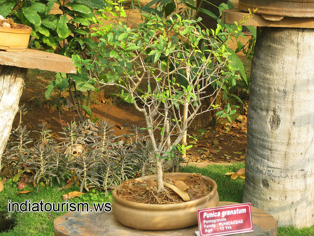 Punica granatum (Pomegranate), 13 years