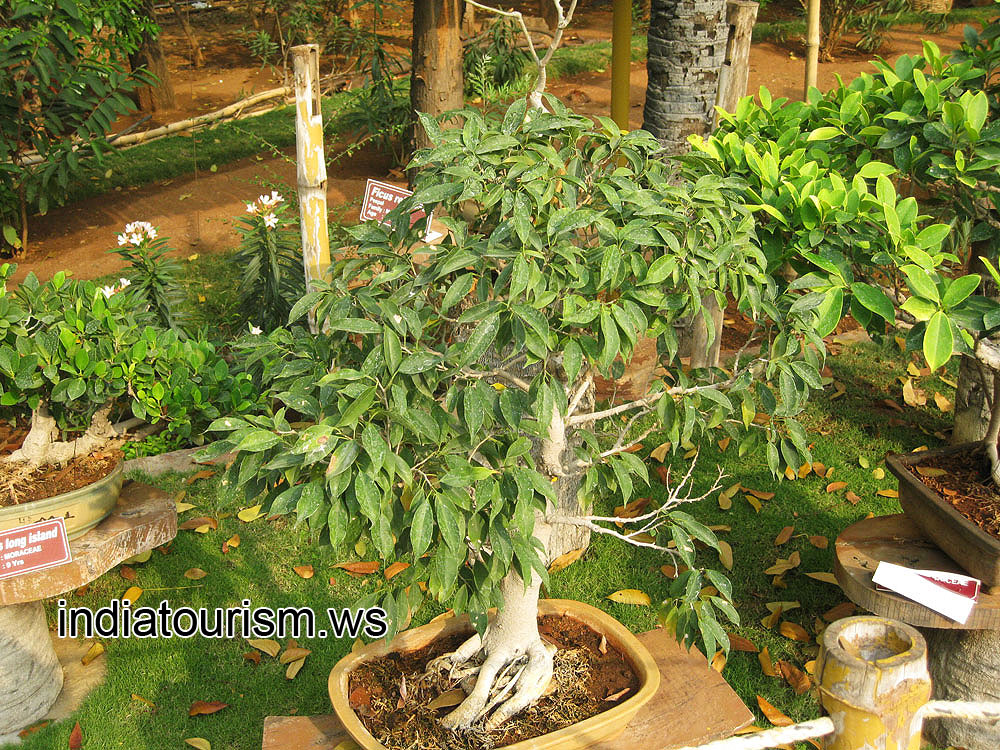 Ficus benjamina nuda, 11 years