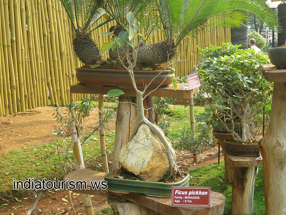 Ficus pickhan, 6 years