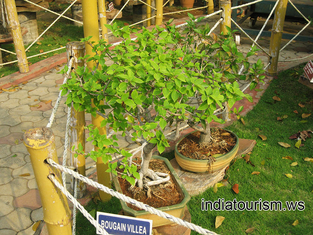 Two bougainvillea sp.