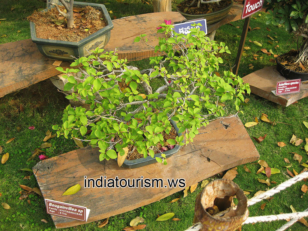 Bougainvillea sp, 5 years