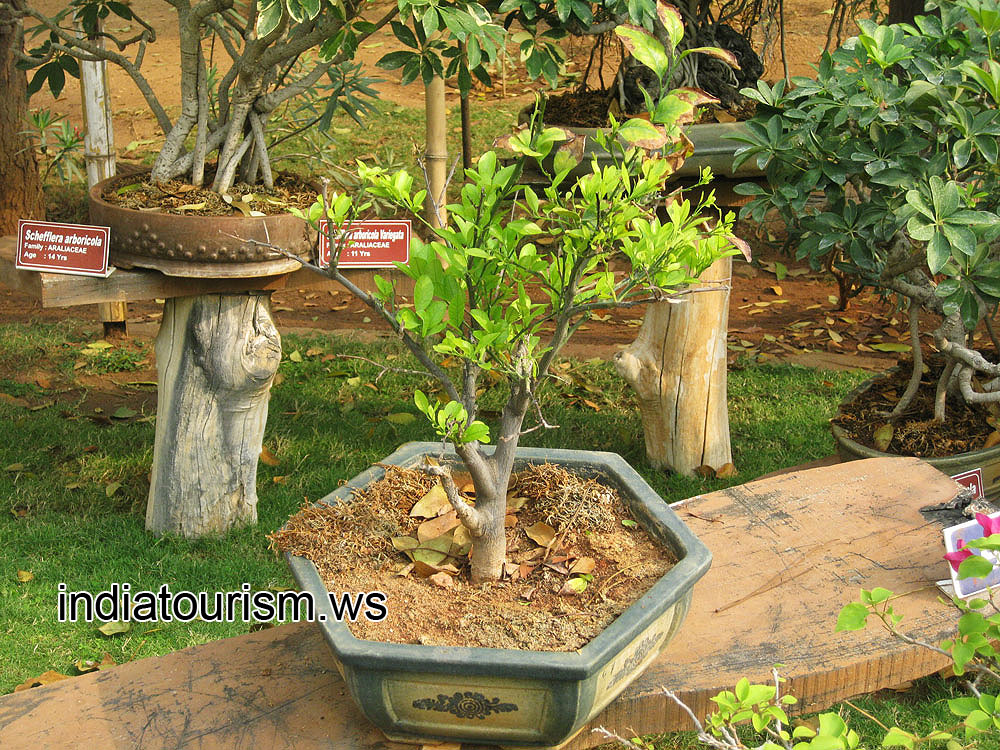 Citrus reticulata (Mandarin orange), 9 years