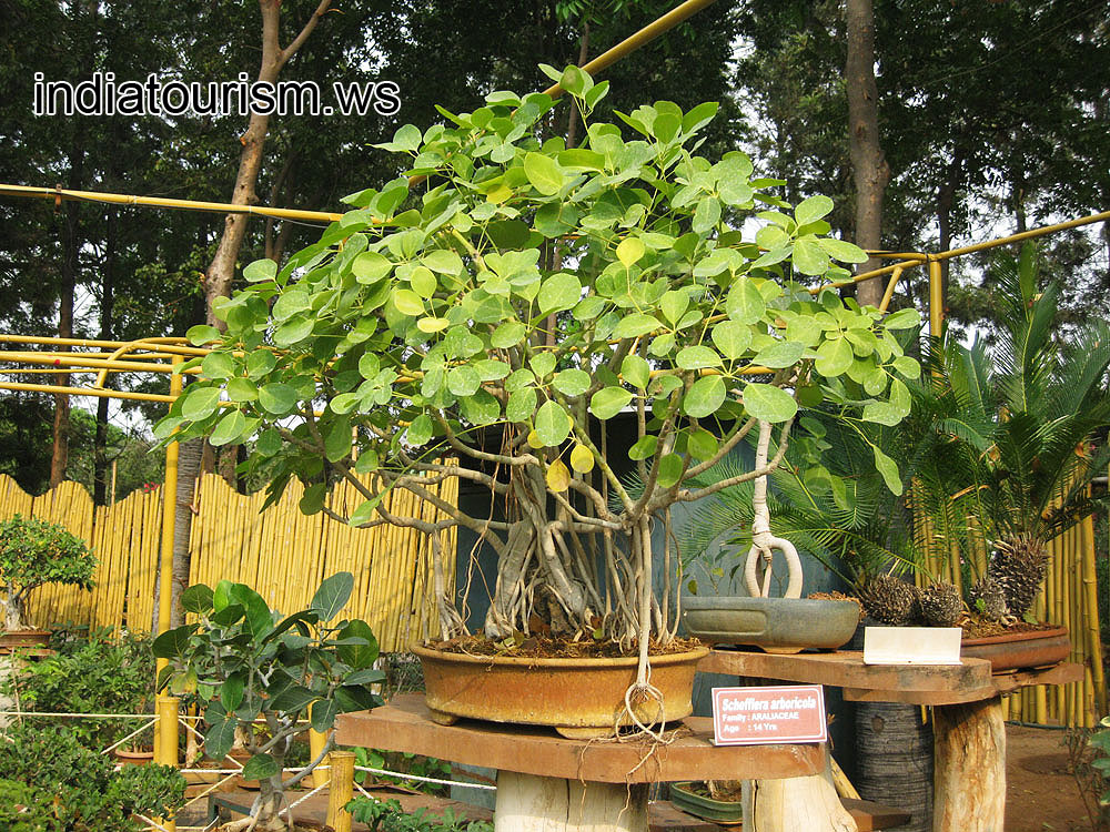 Schefflera arboricola, 14 years