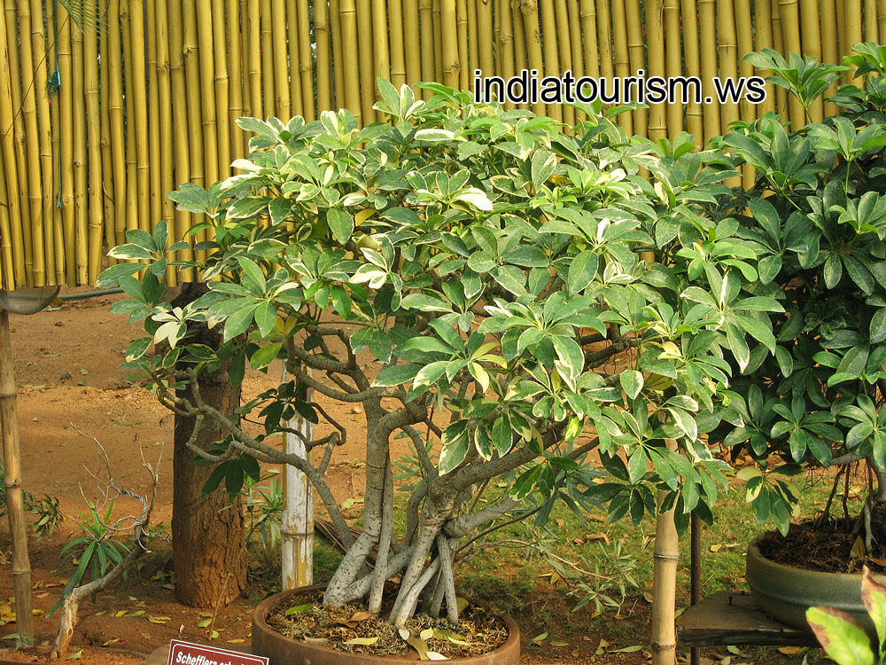 Schefflera arboricola, family Araliaceae, 14 years