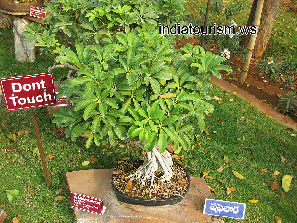 Schefflera species, 9 years