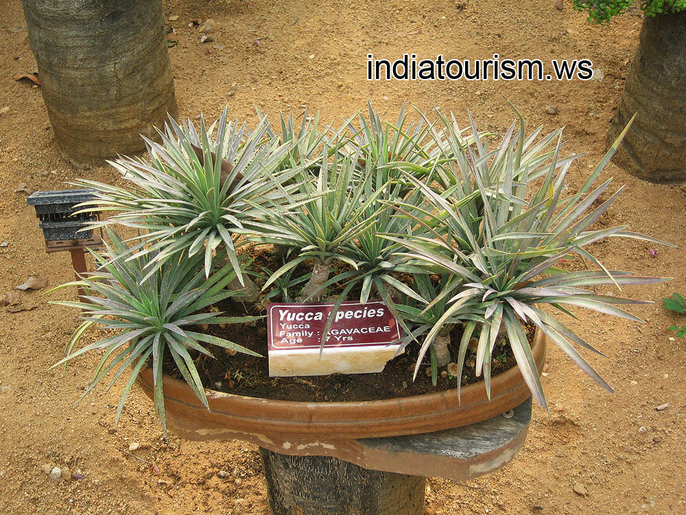 Yucca species, 7 years