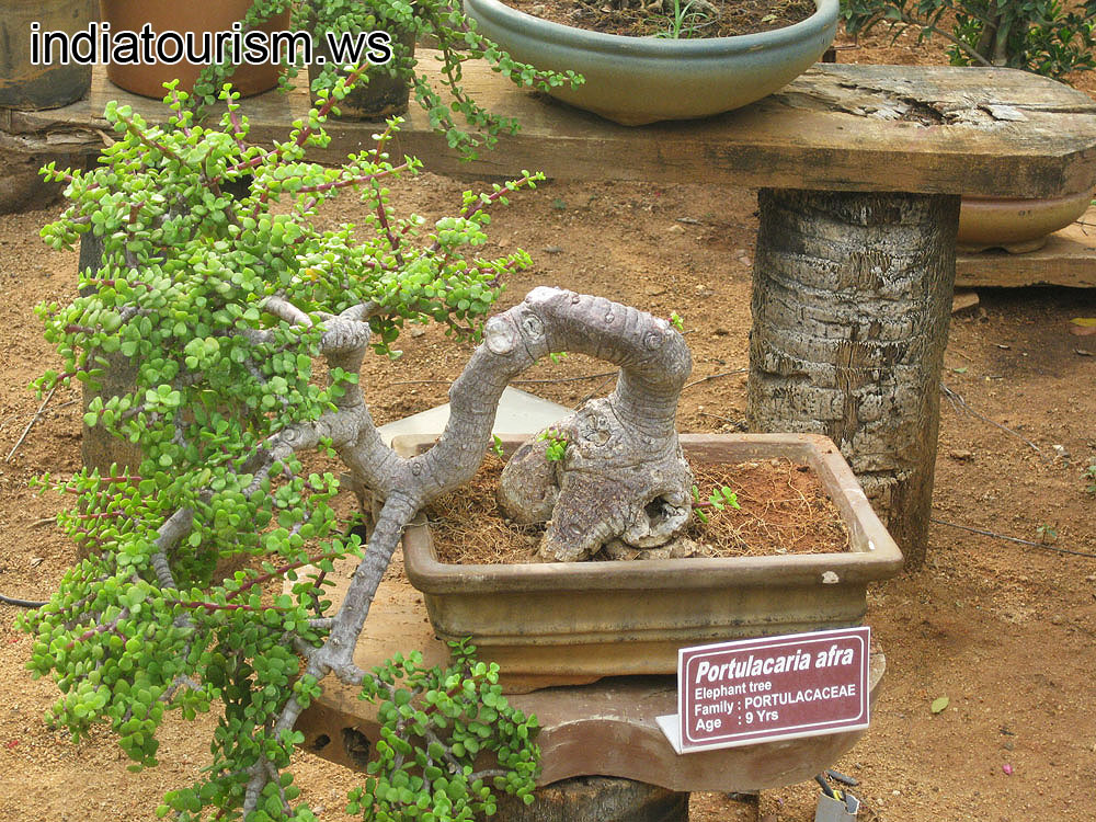 Portulacaria afra (Elephant tree), age - 9 years