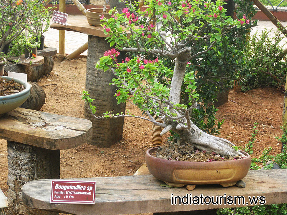 Bougainvillea sp, family Nyctaginaceae, 9 years