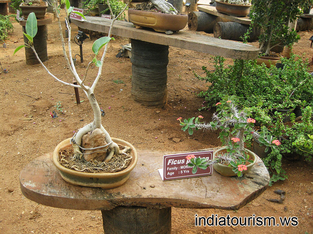 Ficus pickhan, family Moraceae, 5 years