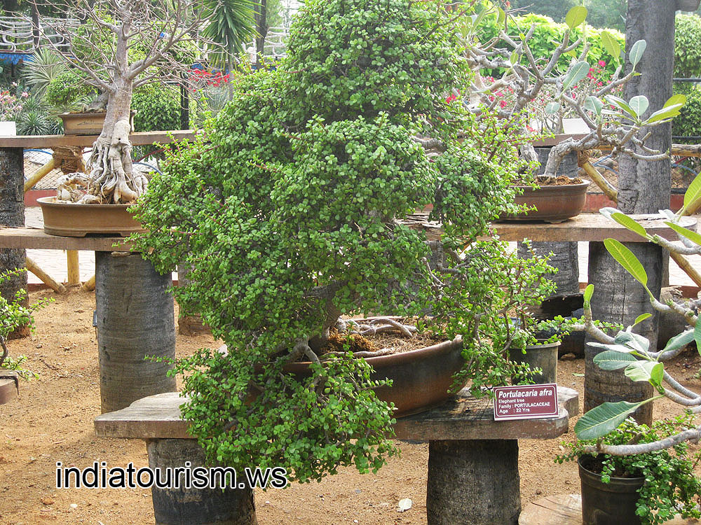 Portulacaria afra, 22 years