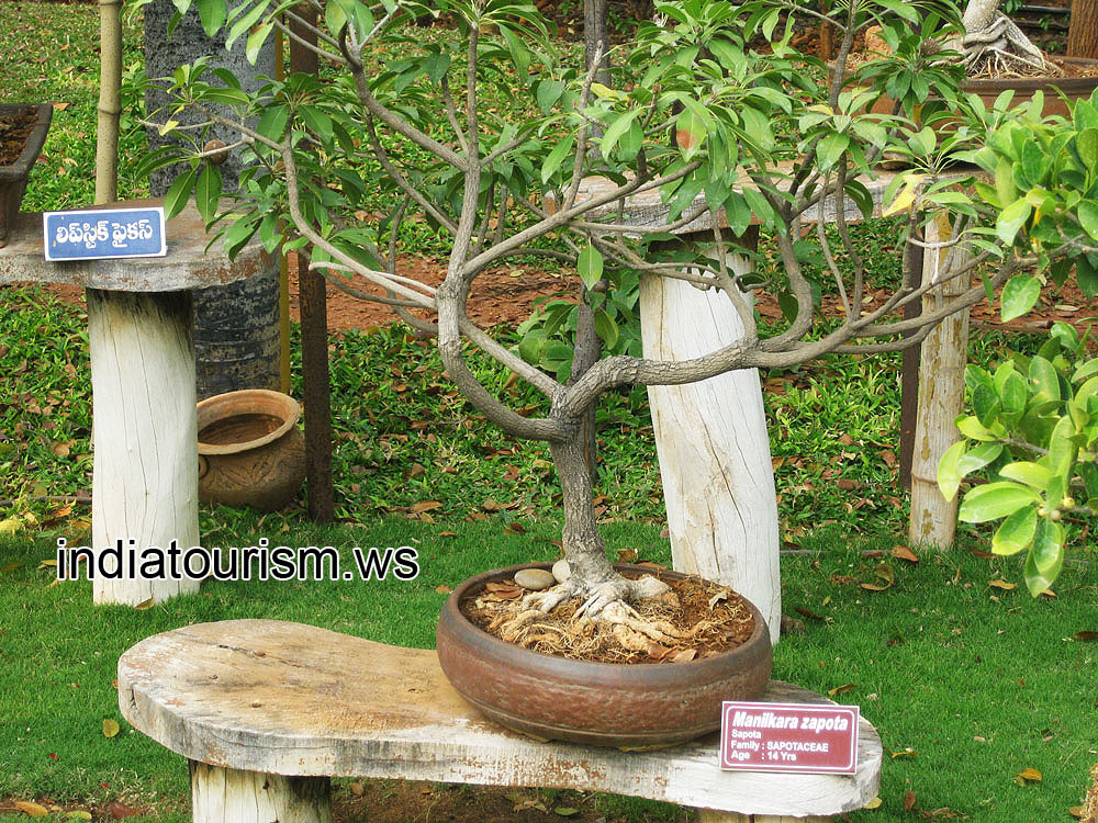 Manilkara zapota (Sapodilla), 14 years