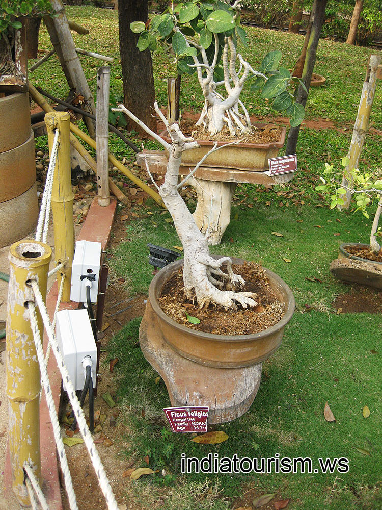 Ficus religiosa, 14 years