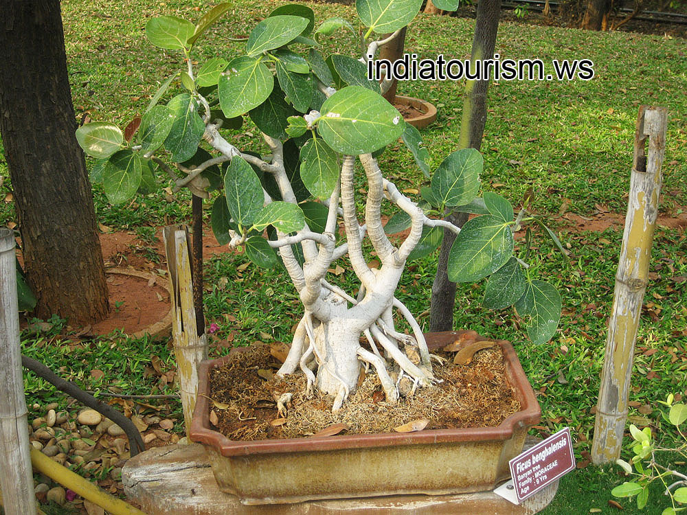 Ficus benghalensis, 9 years