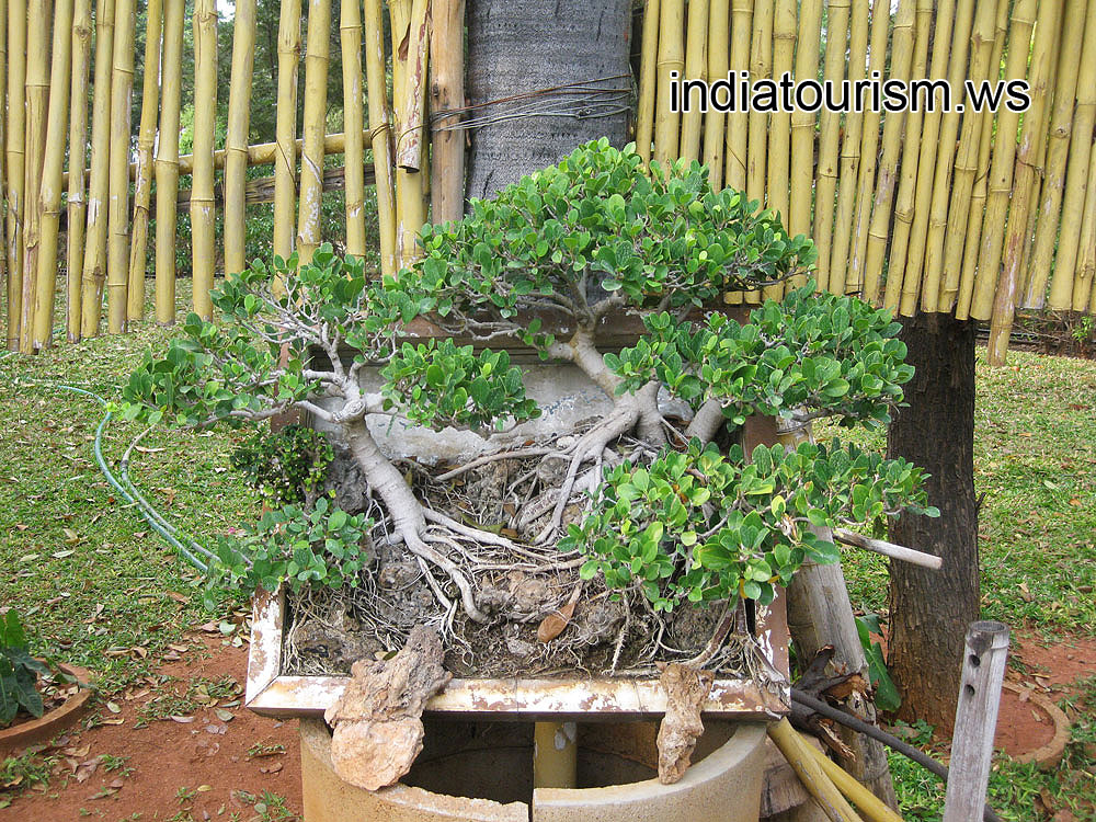 Ficus with bare roots