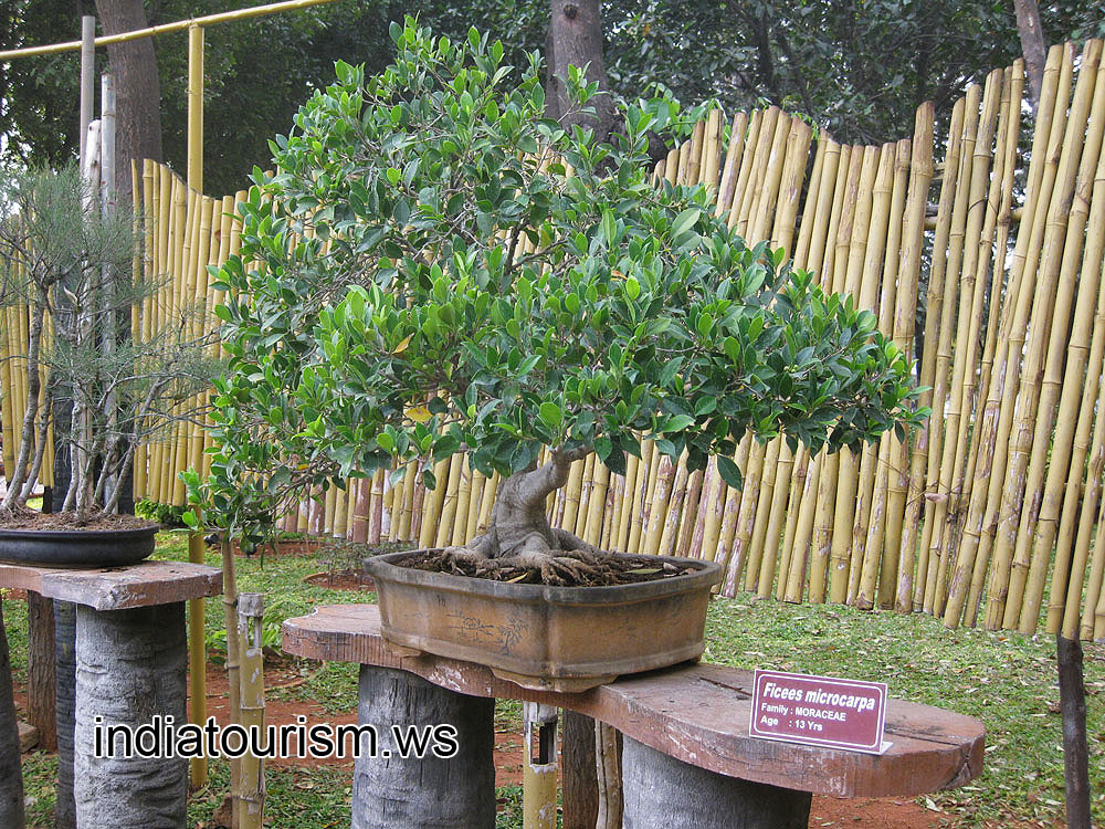 Ficus microcarpa, 13 years