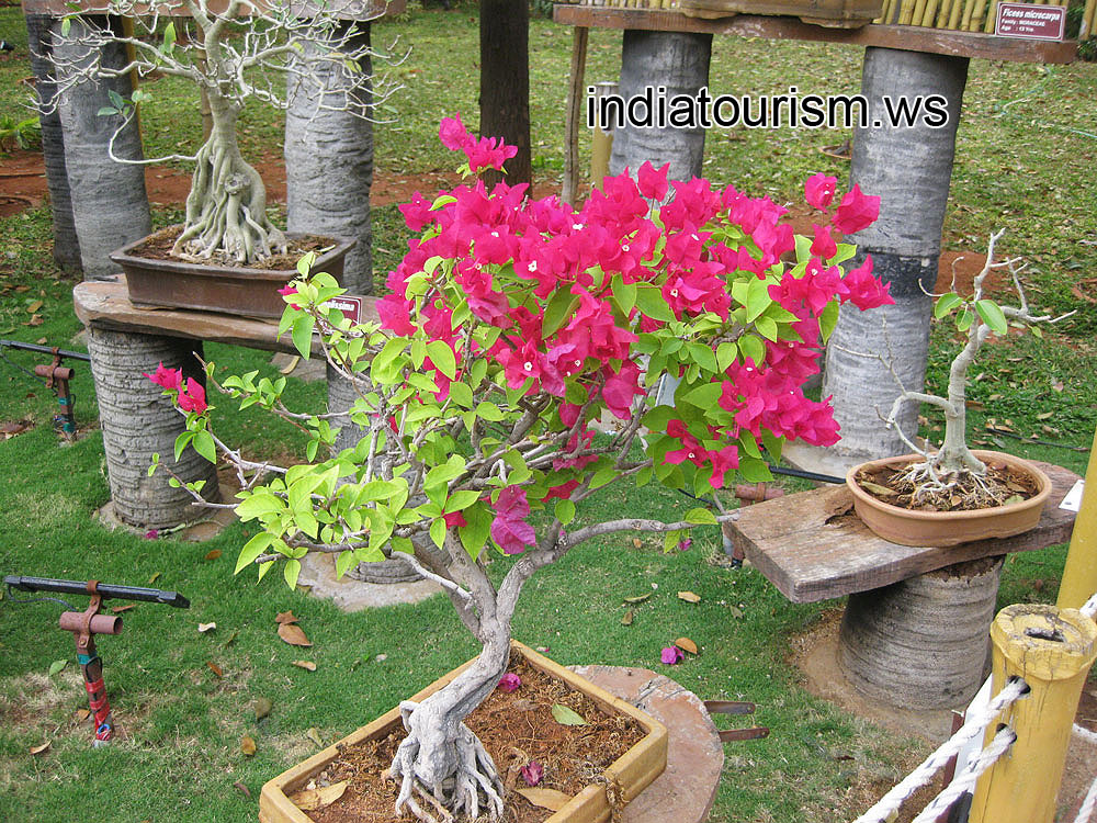 Blooming bougainvillea, age - 7 years