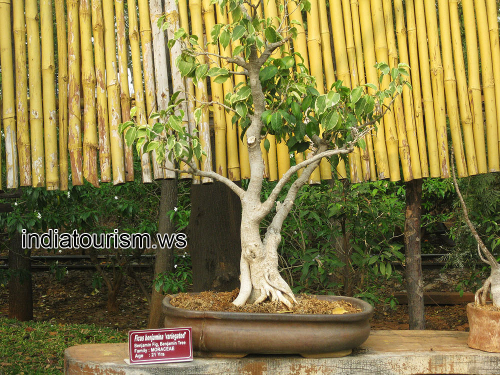 Ficus benjamina 'variegata', 21 years