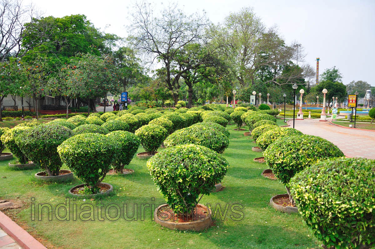 Decorative shrubs