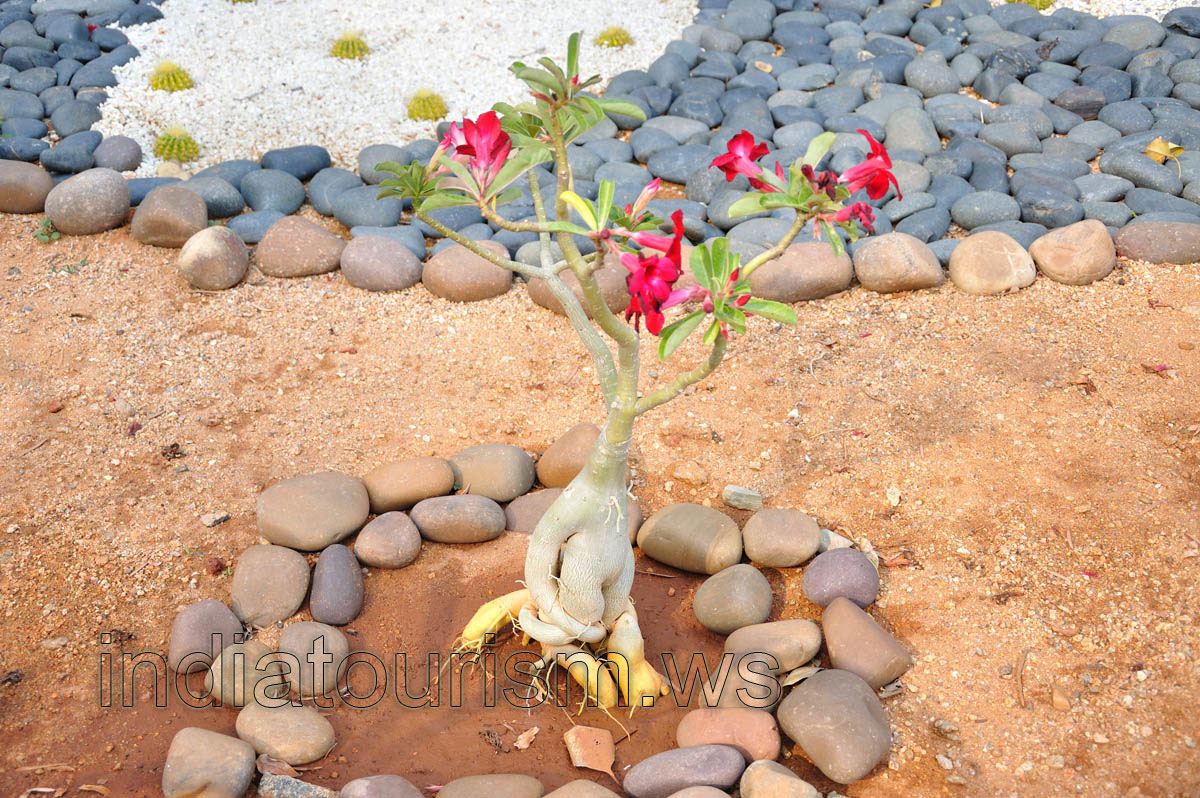 Adenium with a red flowers