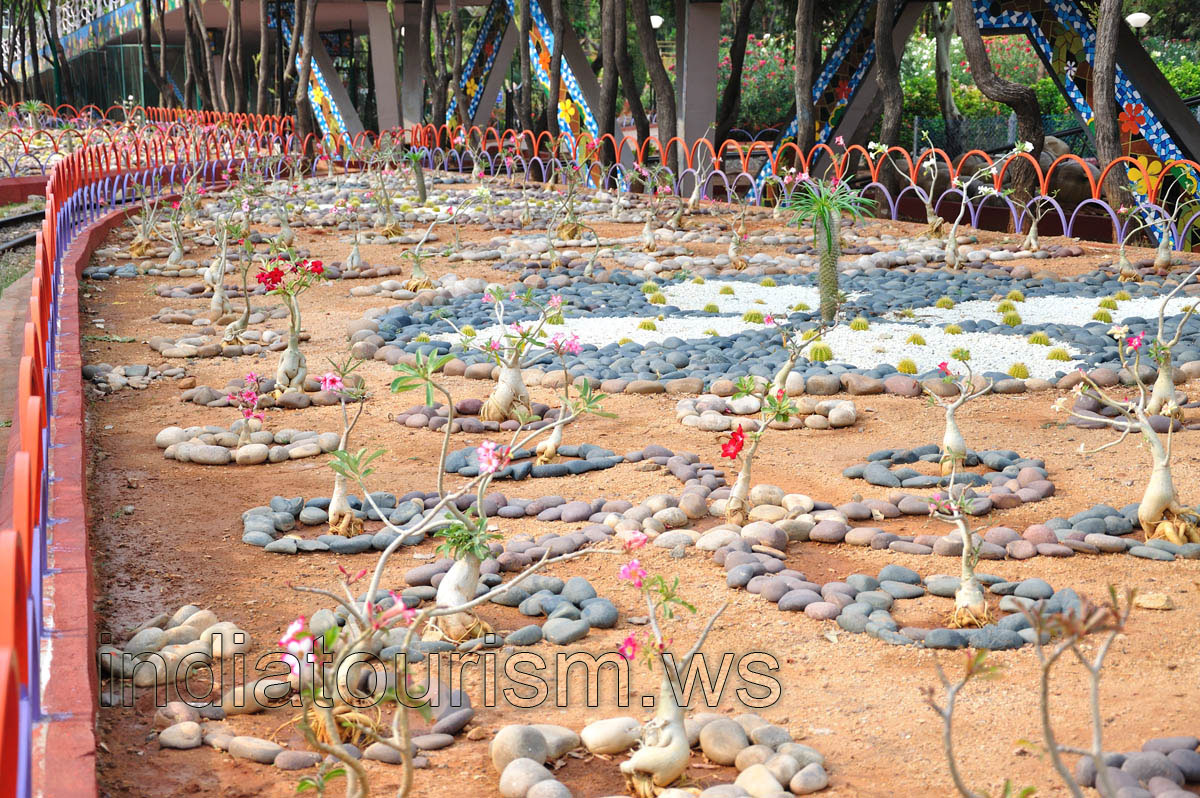 Wide flower bed with the adeniums