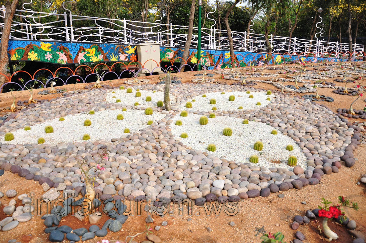 Flower bed with the echinopsis grusonii