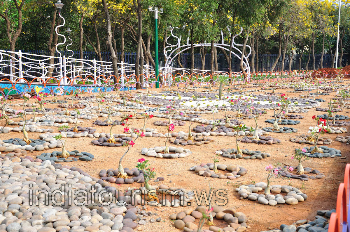 Each adenium is surrounded by the ring of stones