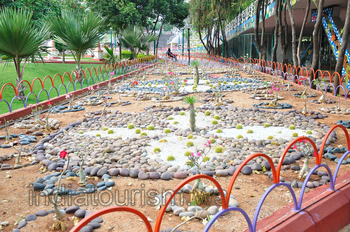 The center of the flowerbed is decorated by pachypodiums