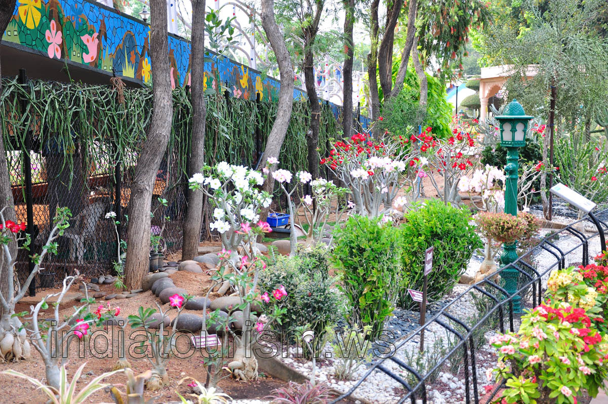 Inside the Desert Garden