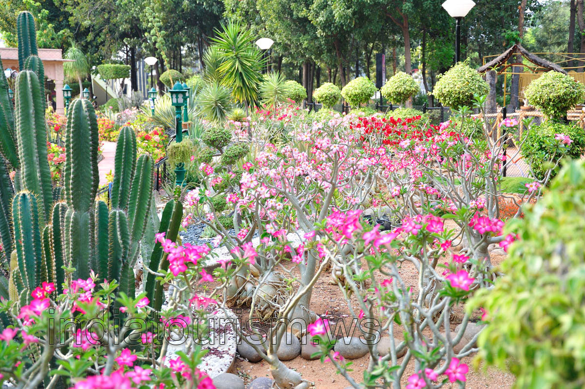 The great quantity of adeniums grow here