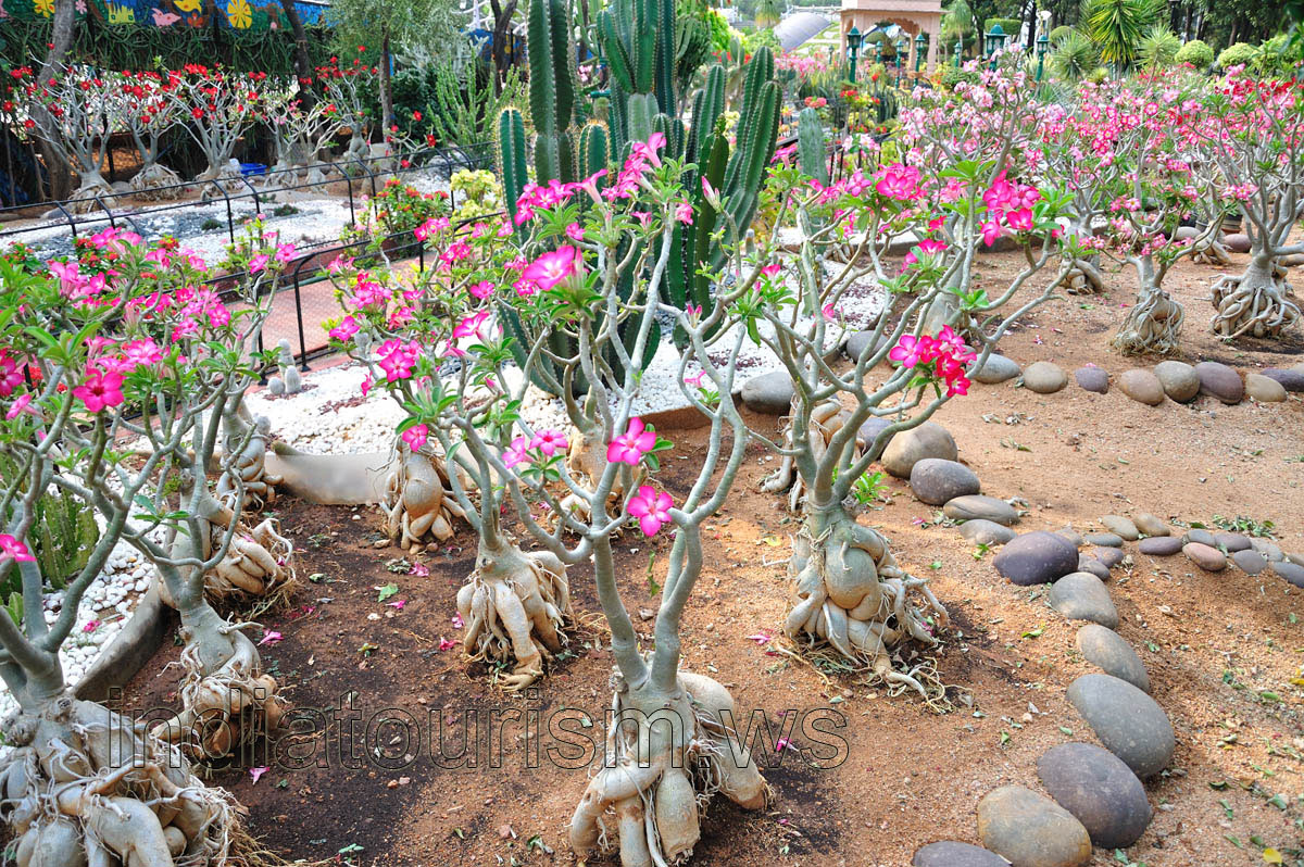 Adenium flowers with wide pink edge