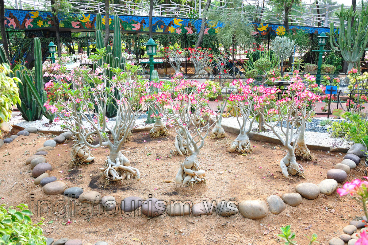 Mature adeniums in blossom
