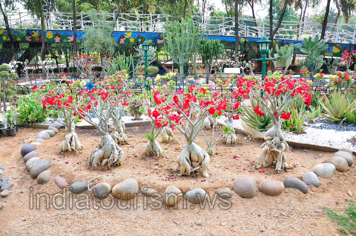 Huge red flower adeniums