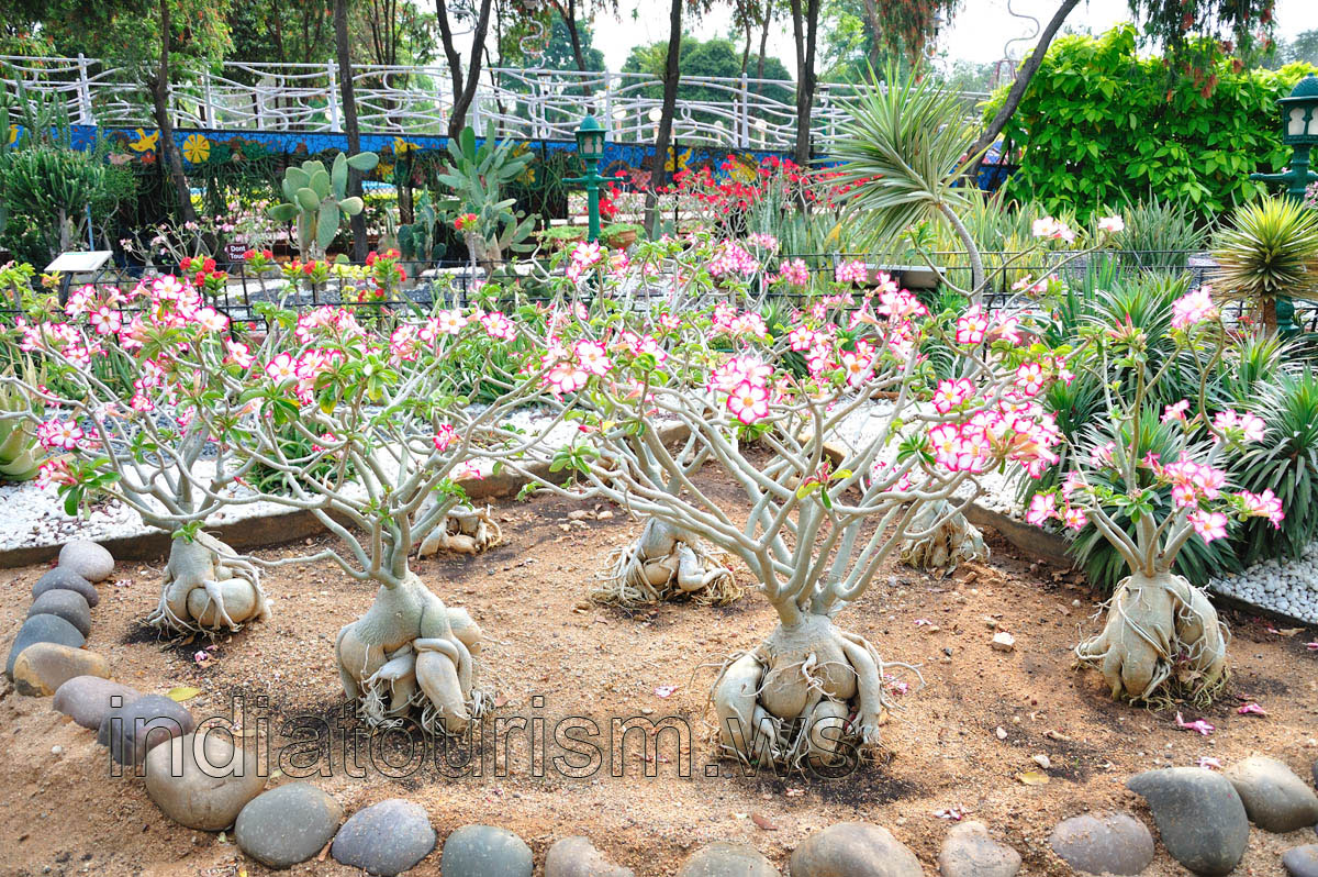 Huge adeniums with white flowers with pink edge