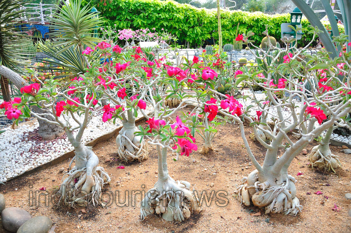 Huge adeniums with magenta flowers