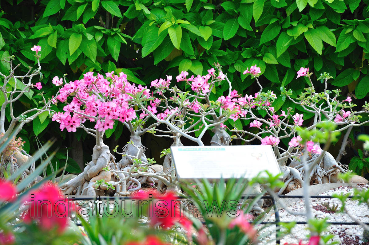Miniature pink adeniums