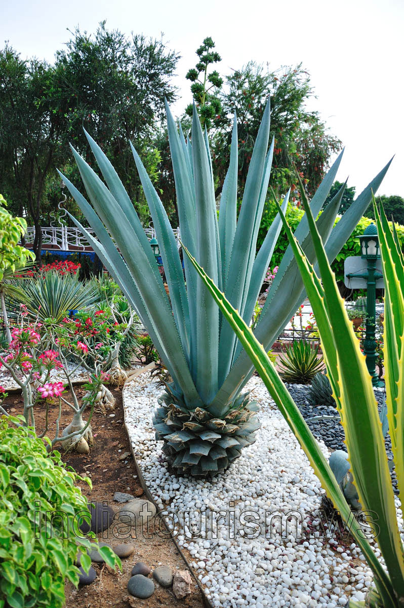 Blue agave