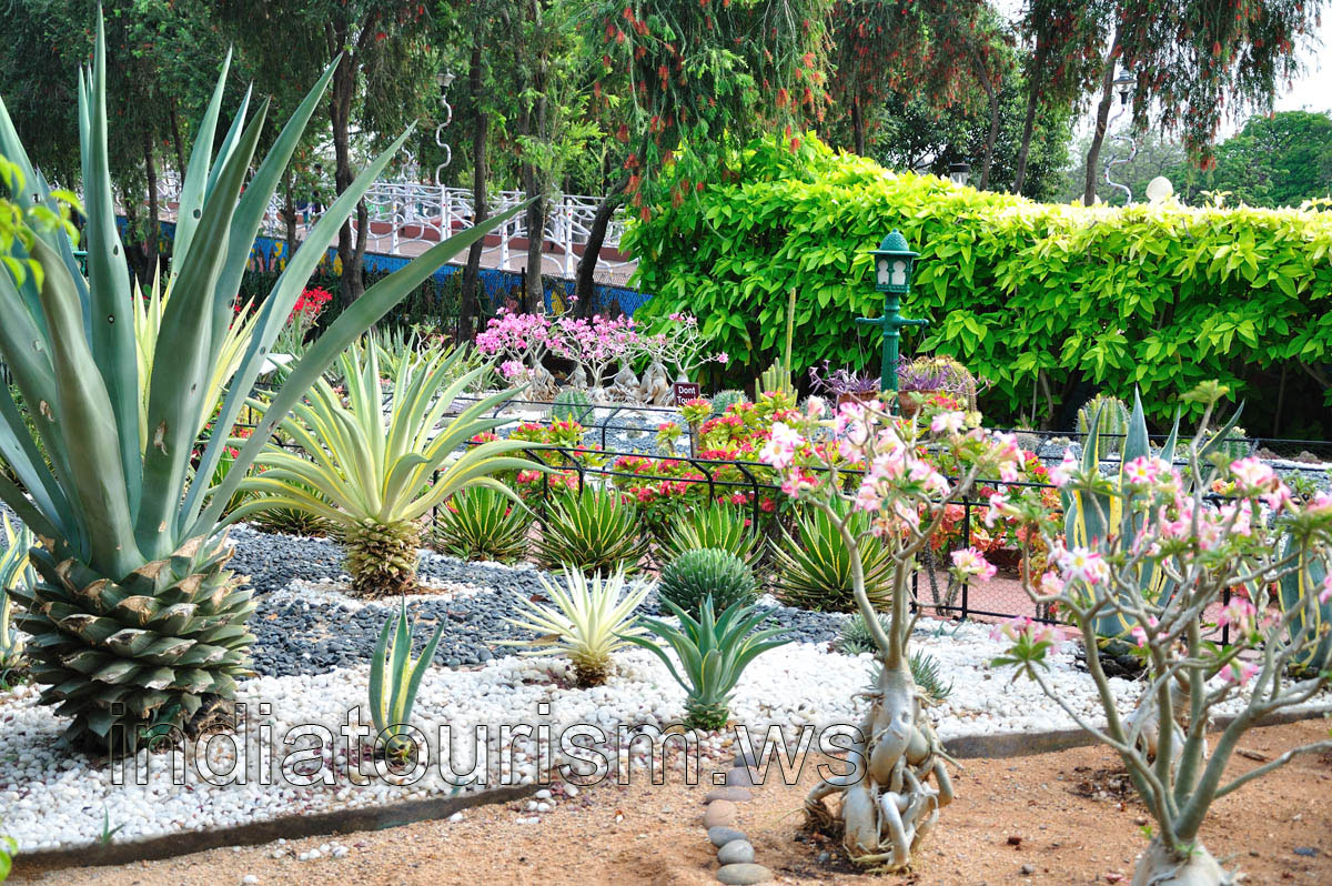 Agaves of different sizes and types